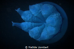 Big jellyfish by Matilde Llombart 